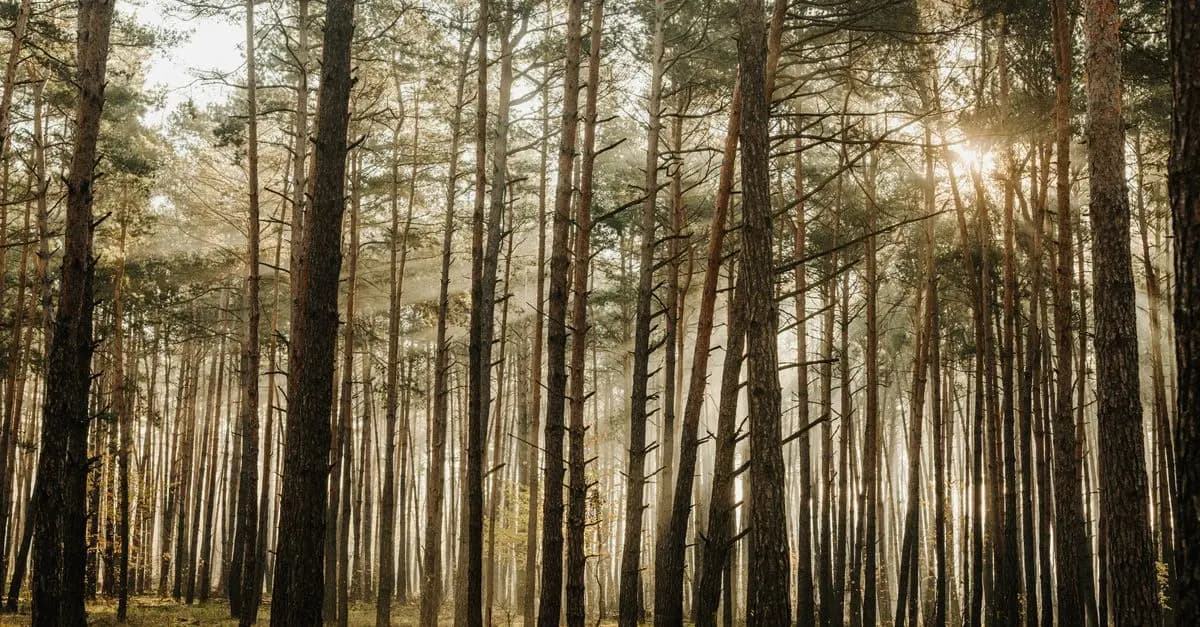 Bois et durabilité : un engagement responsable